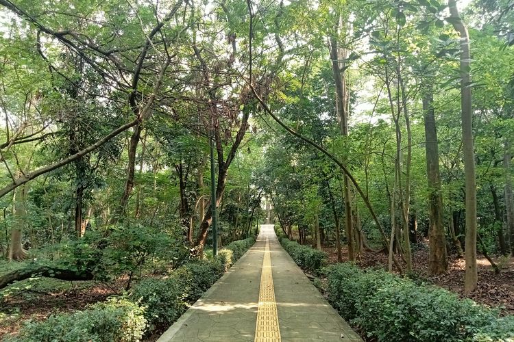 Hutan Kota Palem